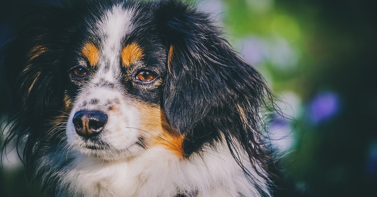 La telecamera nascosta svela cosa fa il cucciolo di cane quando è a casa da solo (VIDEO)
