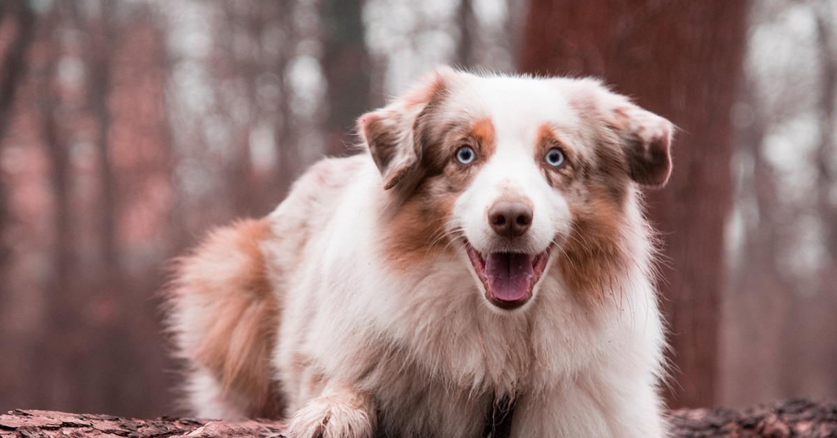 telecamera nascosta svela cosa fa il cucciolo di cane quando è a casa da solo