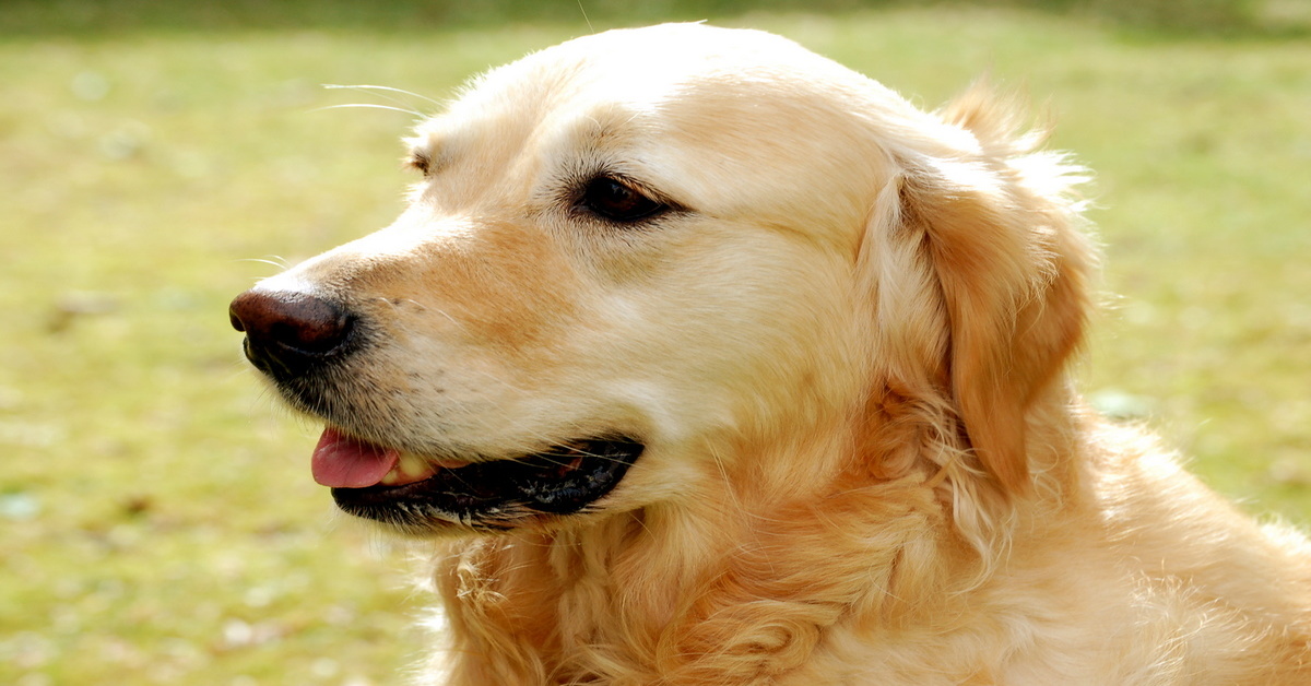 Tessa Golden Retriever leopardo video