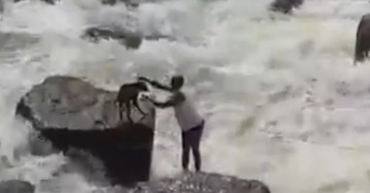 Un eroico giardiniere salva un cagnolino caduto in una diga (VIDEO)