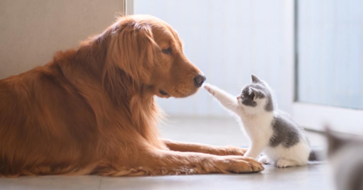 Un generoso Golden Retriever porta una ciotola piena di cibo ad un gattino randagio molto affamato (video)