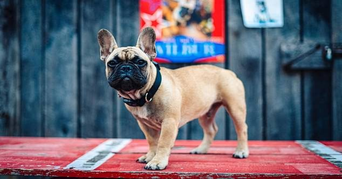 La storia del cucciolo di Bulldog Francese che è diventato sindaco di una piccola città degli Stati Uniti (VIDEO)
