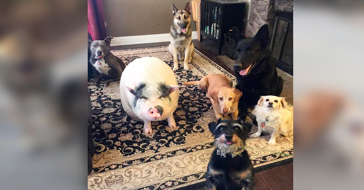 gruppo di cani con maiale in casa