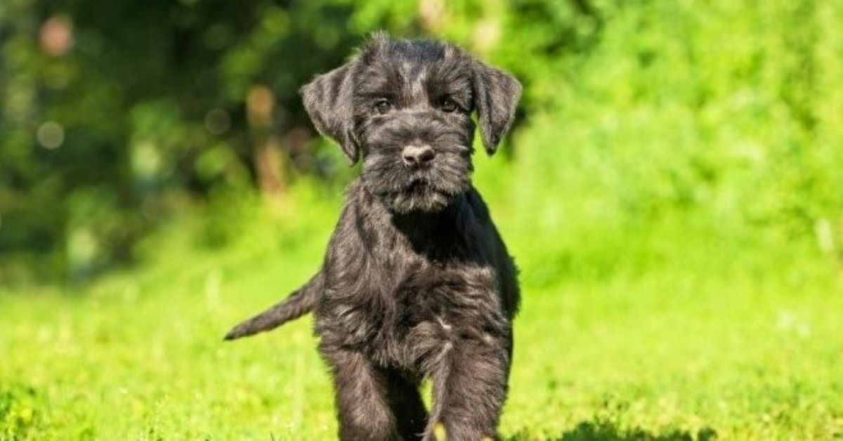 Cuccioli di Zwergschnauzer, come pulirli: occhi, musetto e pelo, tutte le attenzioni