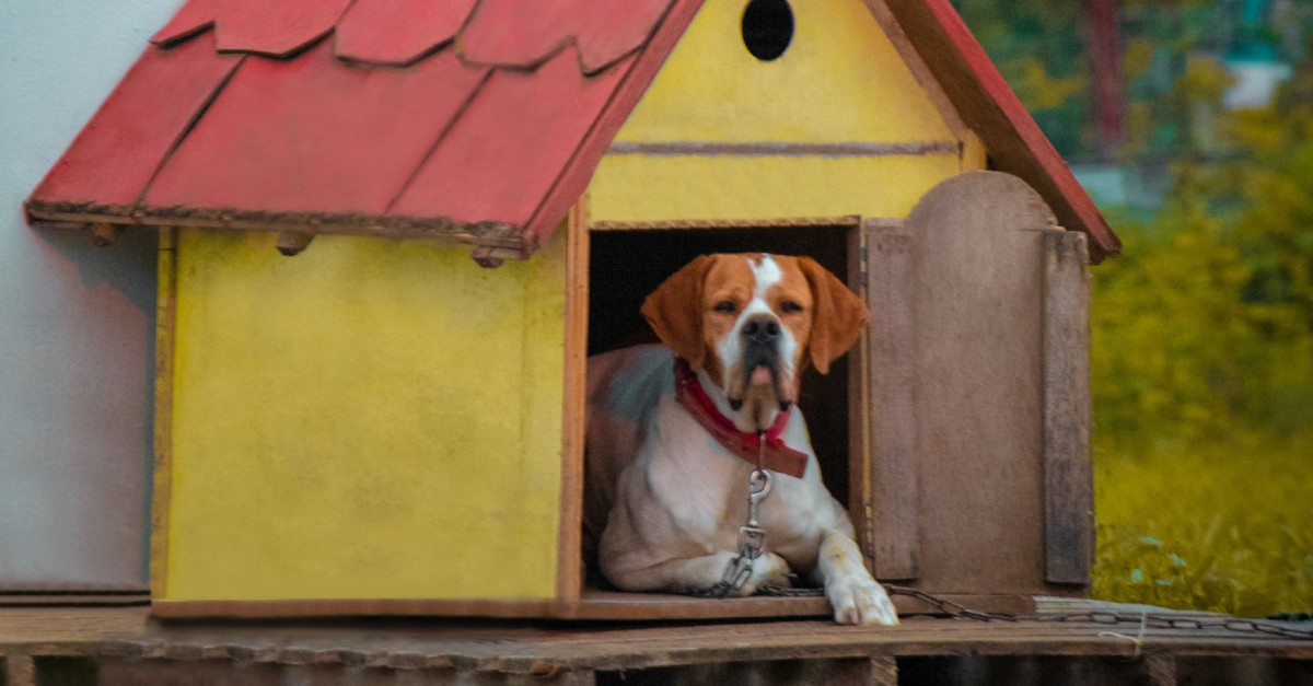 cucciolo di cane morde sempre la cuccia