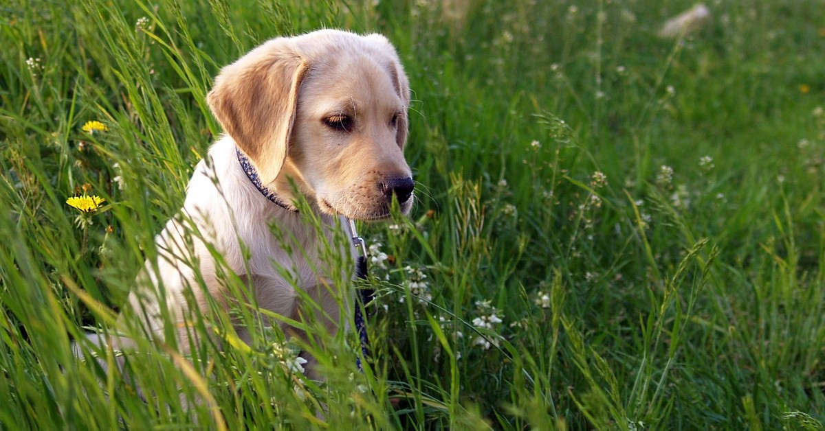 Il ragazzo che aveva paura di prendere un cucciolo di cane ma adesso non potrebbe più farne a meno (VIDEO)