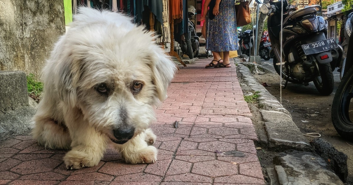 i cuccioli di cane sono gelosi