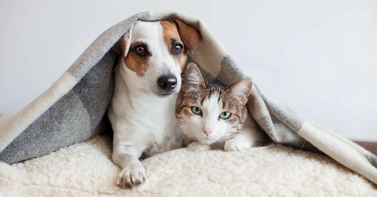 cane e gatto sotto la coperta