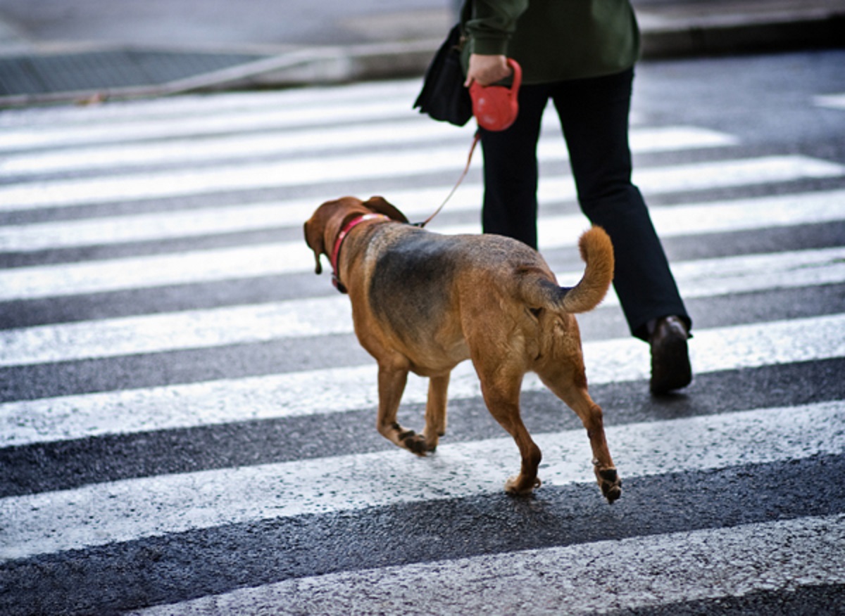 cucciolo cane cammina al fianco proprietario