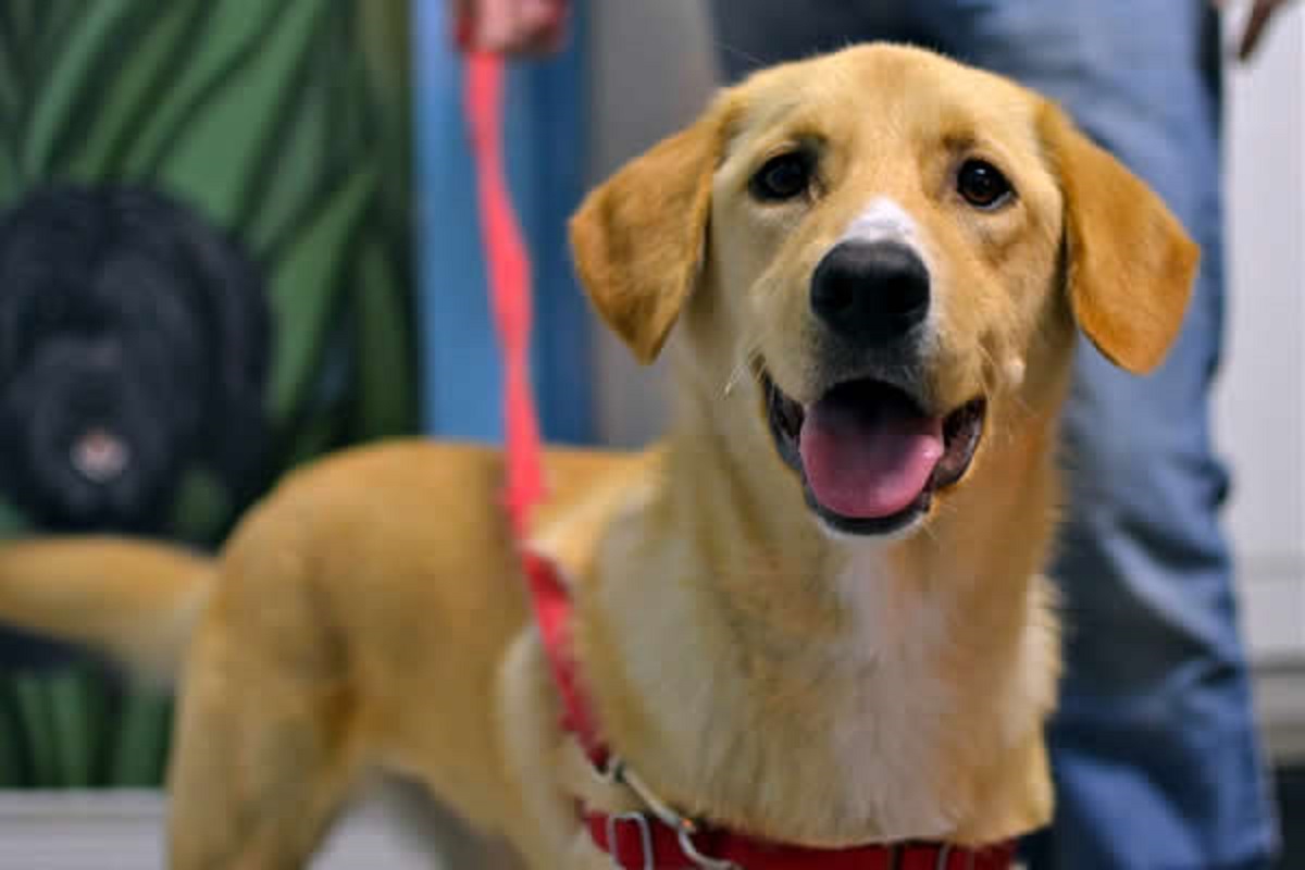 cucciolo cane non deve agitarsi incontrando auto