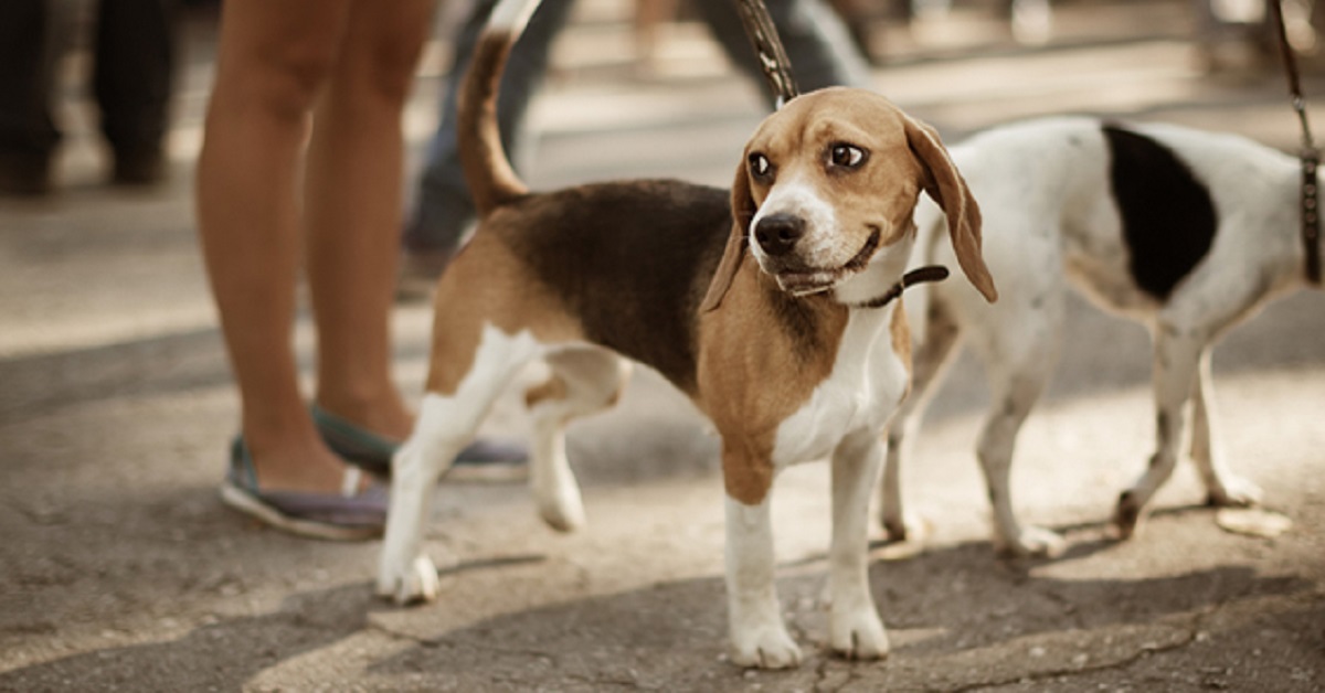 Attenzione, il tuo cane deve seguire delle regole di comportamento in città: ecco quali