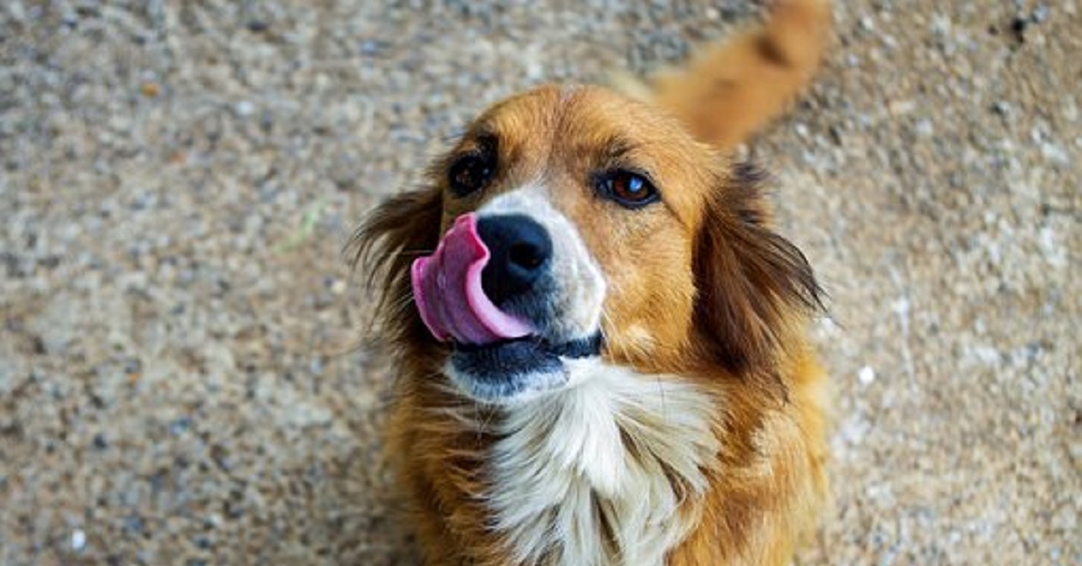 Attenzione, questi miti sui cani dei canili sono tutti falsi: ecco qual è la verità