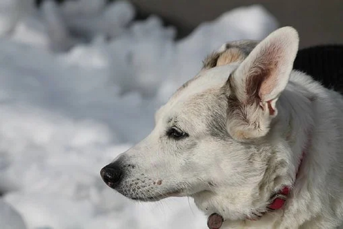 cagnolino meticcio foto