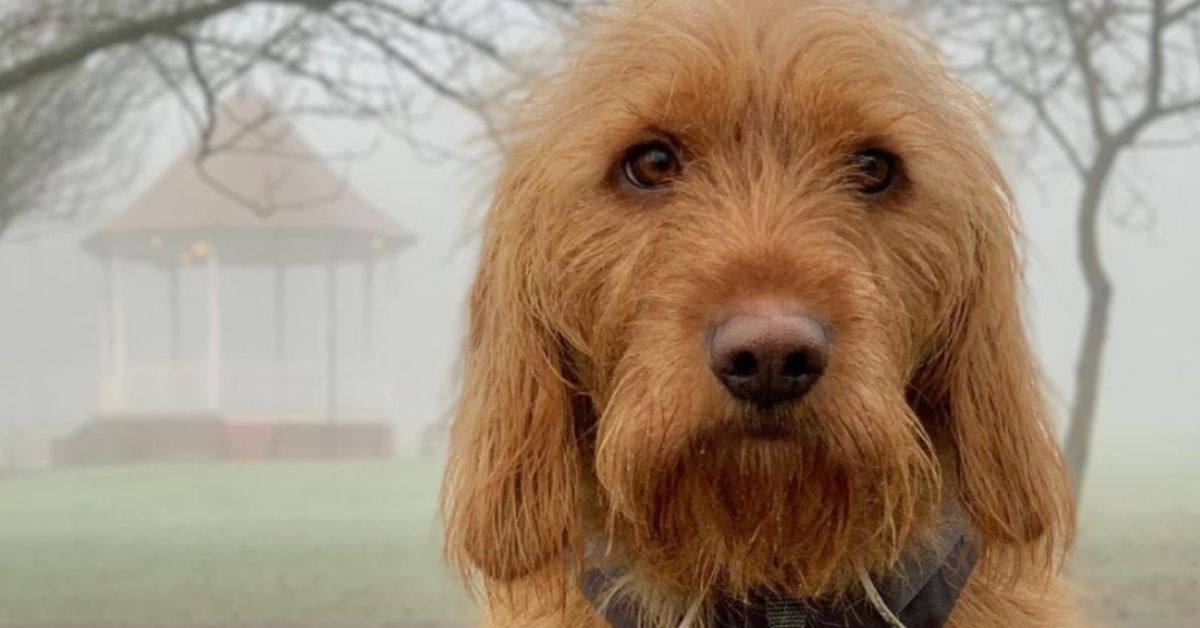 Basset Fauve de Bretagne, accessori utili: cosa serve davvero a questo cane?