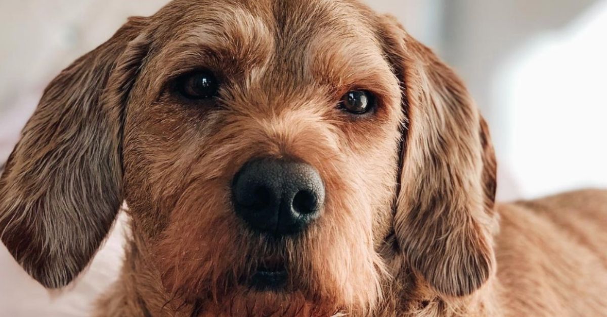 Basset Fauve de Bretagne, addestramento: come farlo e quali sono i trucchi per farlo apprendere in fretta