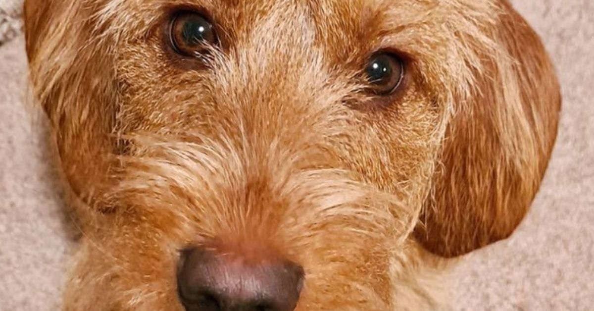 Basset Fauve de Bretagne e altri animali: con chi può convivere e cosa evitare?