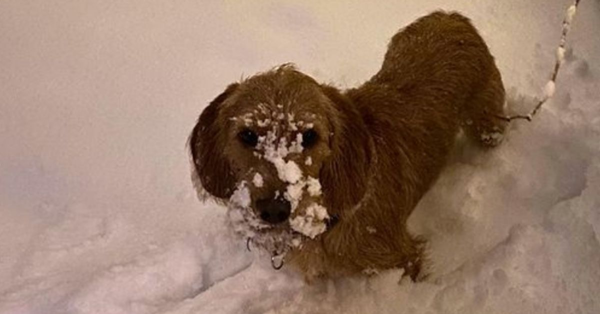 cane musetto pieno di neve