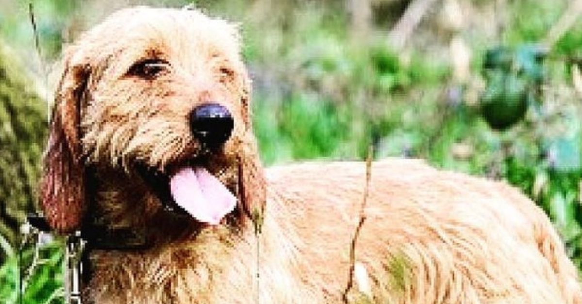 Basset Fauve de Bretagne e bambini: è possibile che vadano d’accordo o no?