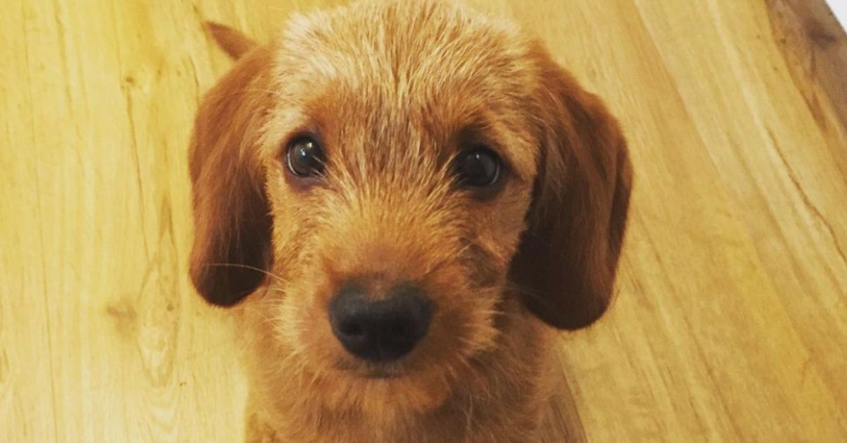 Basset Fauve De Bretagne, foto e immagini di questa bellissima razza di cani