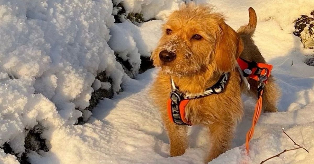 Basset Fauve de Bretagne, malattie: le più comuni, i sintomi e come prevenirle