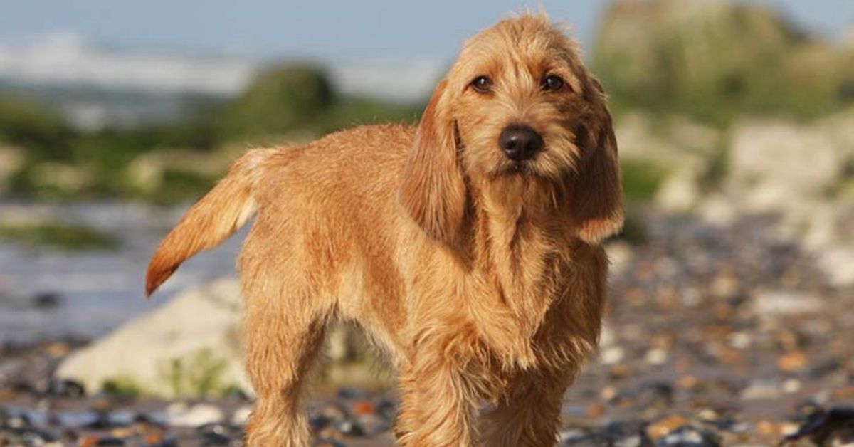 basset fauve de bretagne sguardo dolce