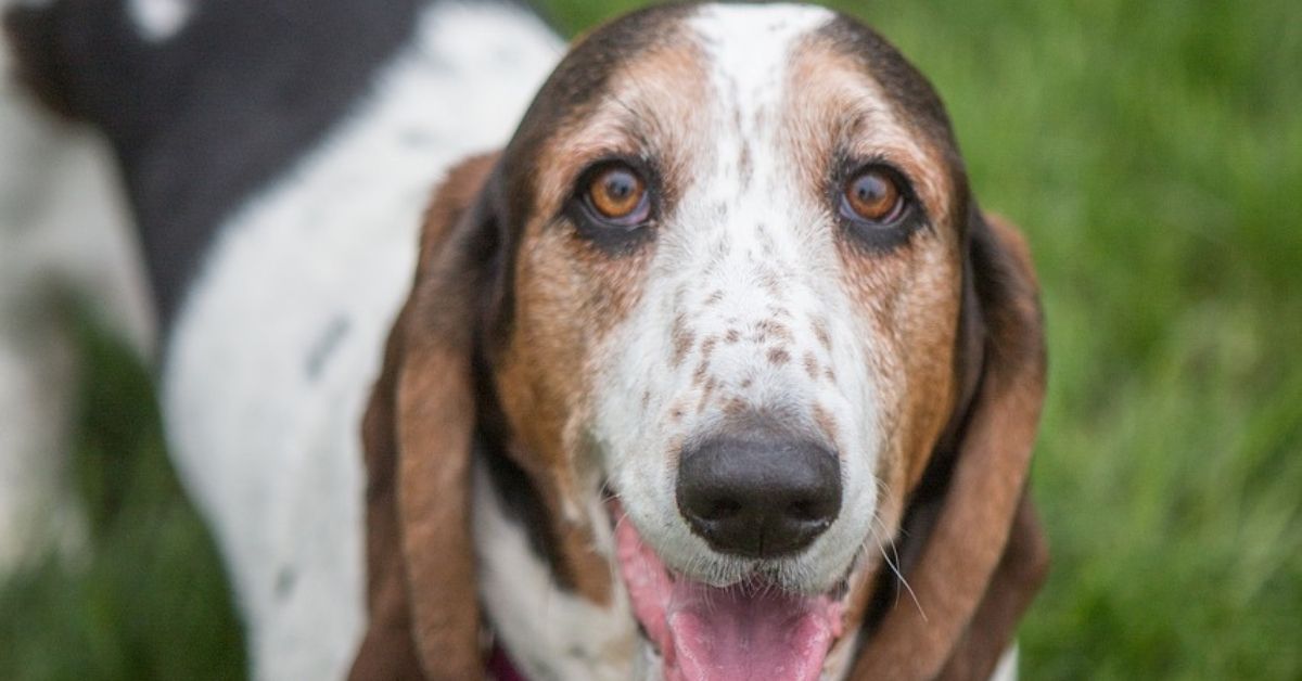 Basset Hound, foto e immagini di questa bellissima razza di cani