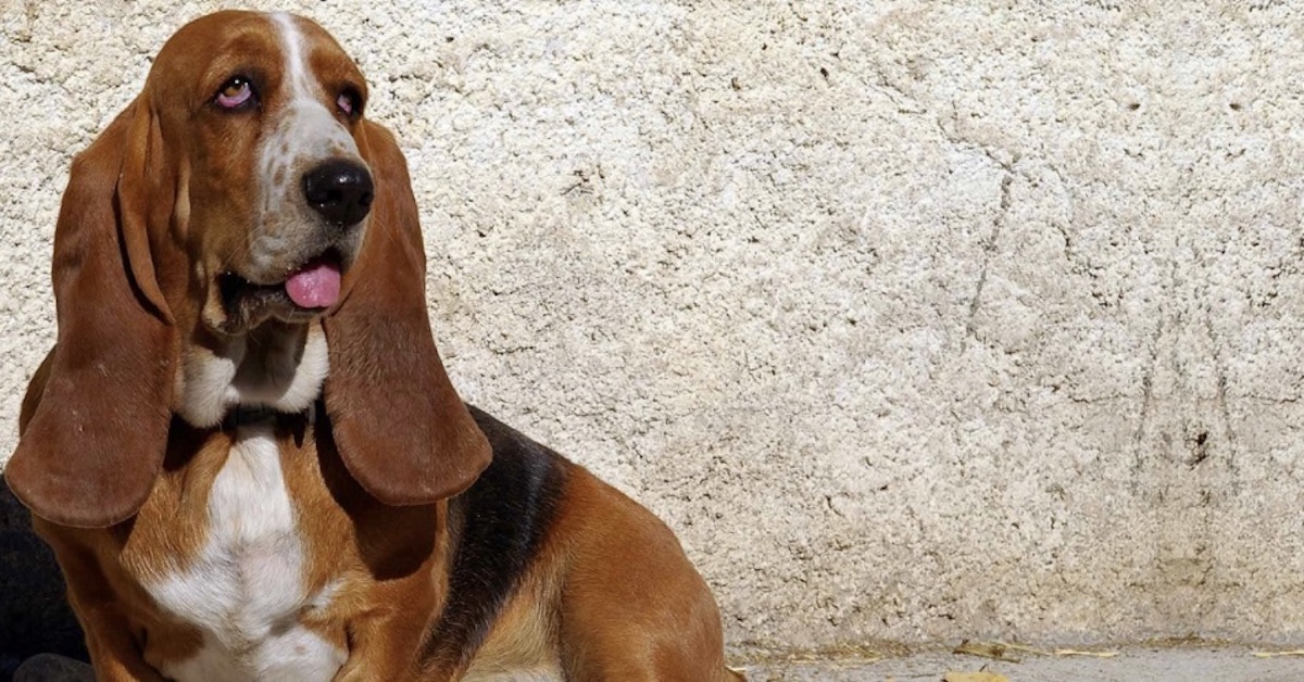 basset hound marroncino