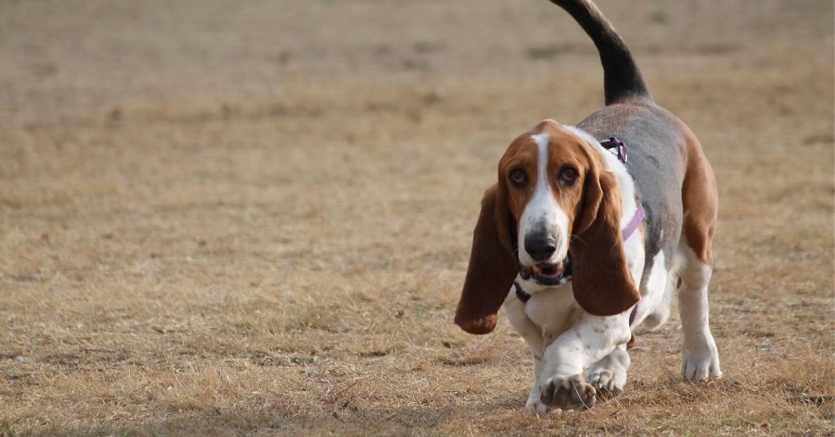 basset hound gironzola