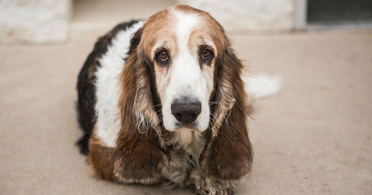 bassethound orecchie lunghe