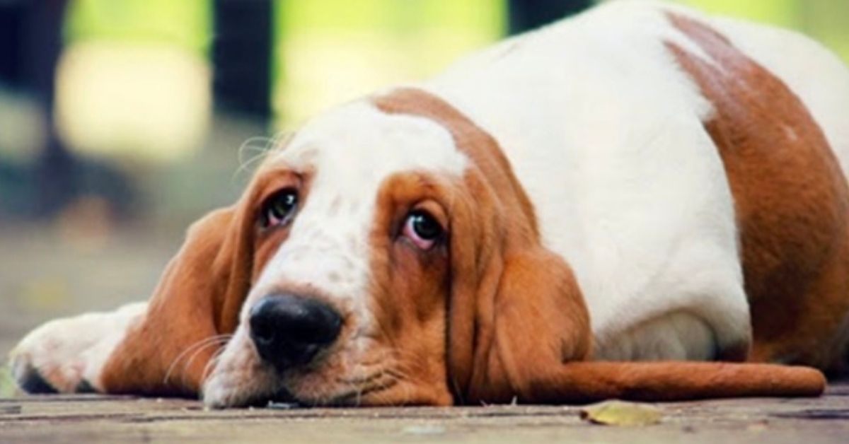 basset hound stanco