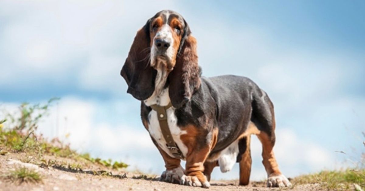 cane elegante