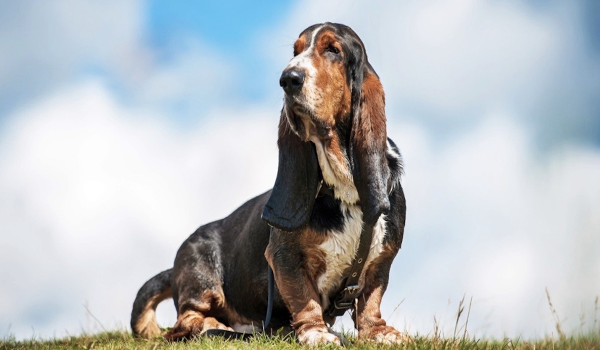 basset hound sguardo fiero