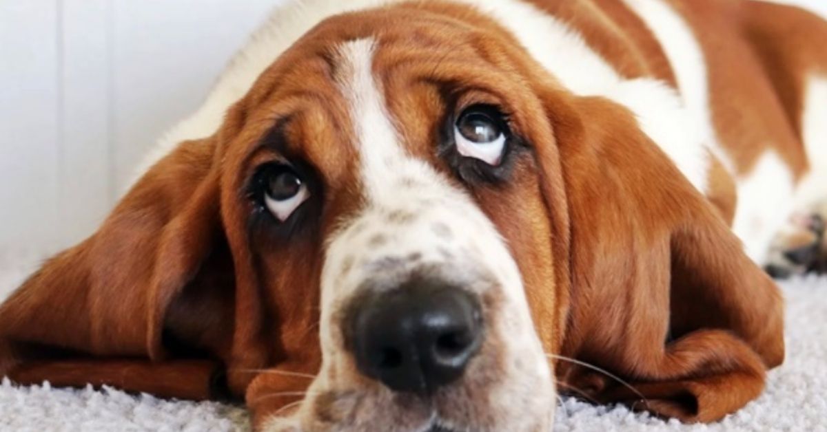 Basset Hound, carattere e temperamento: conosciamo meglio questa razza