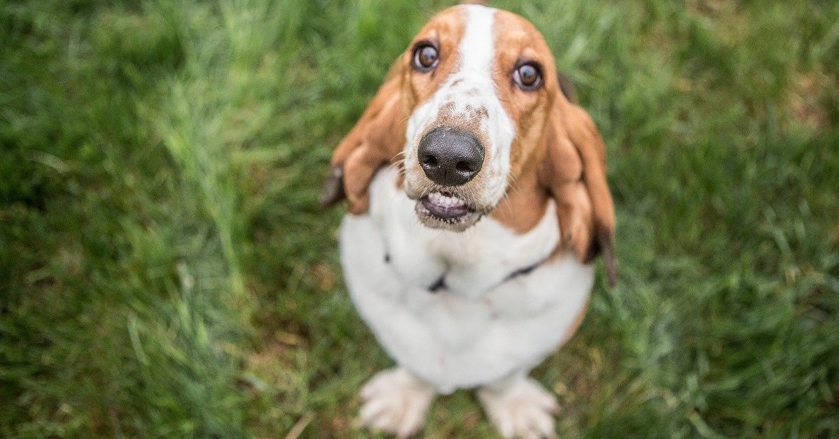 basset hound nell'erba