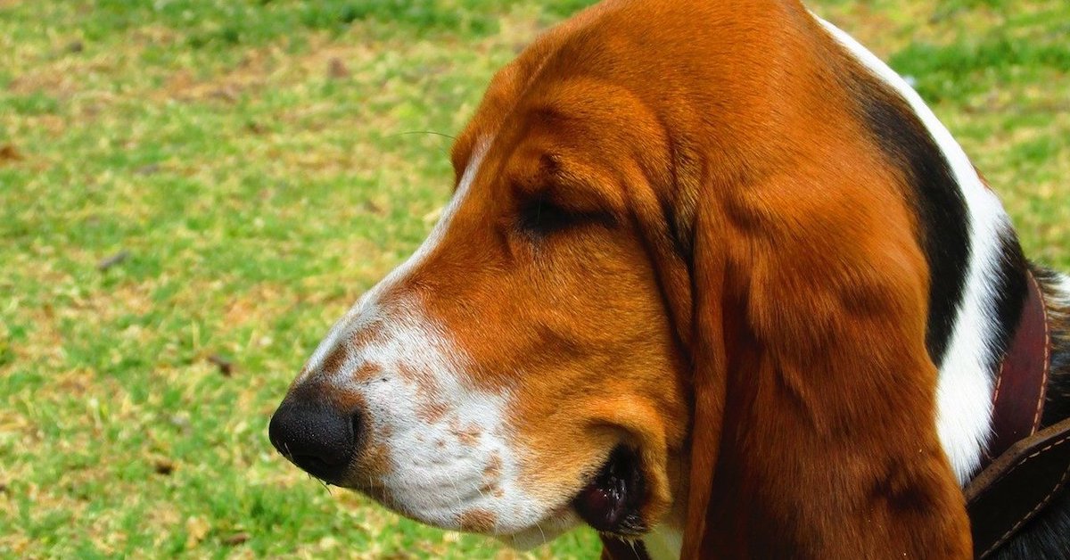 basset hound di profilo