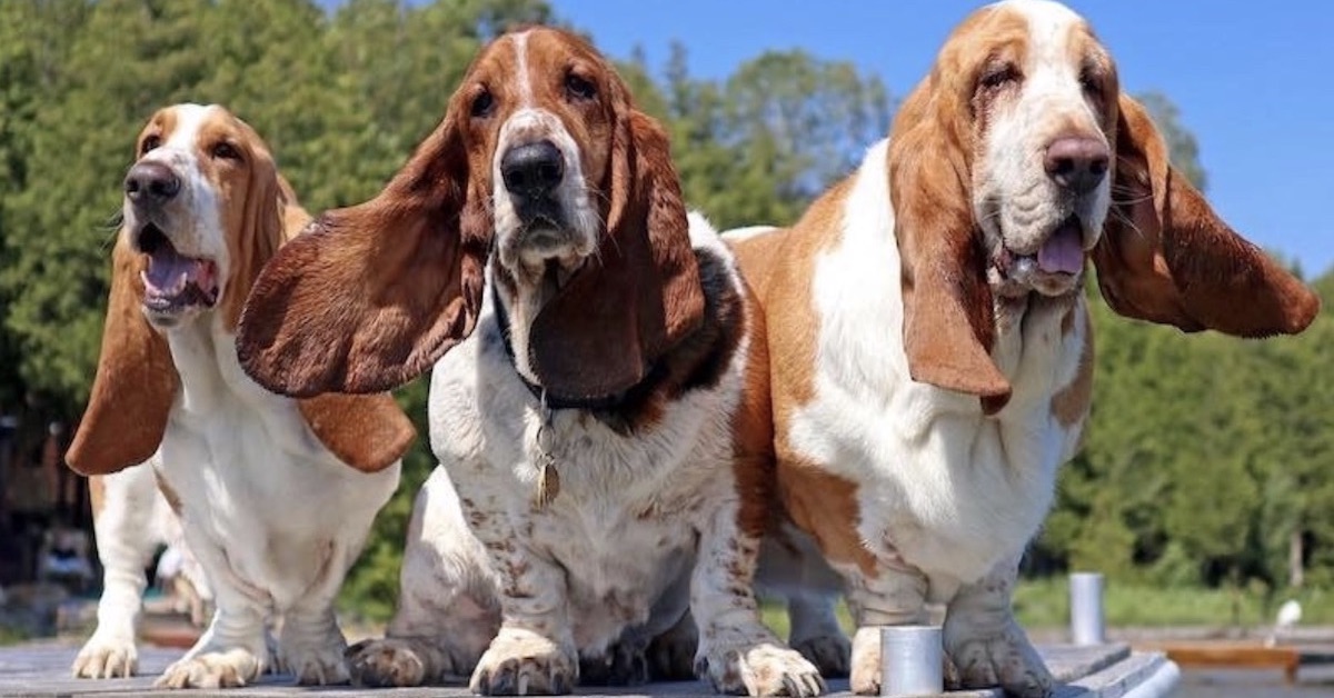 basset hound fanno gruppo