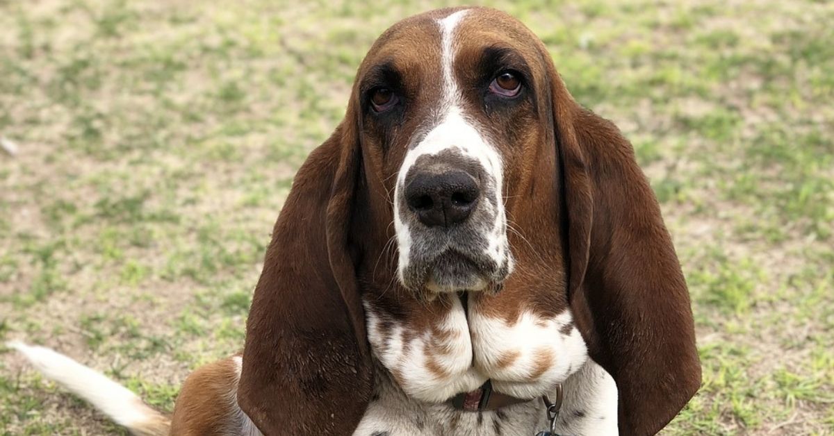Basset Hound e altri animali: con chi può convivere e cosa evitare?
