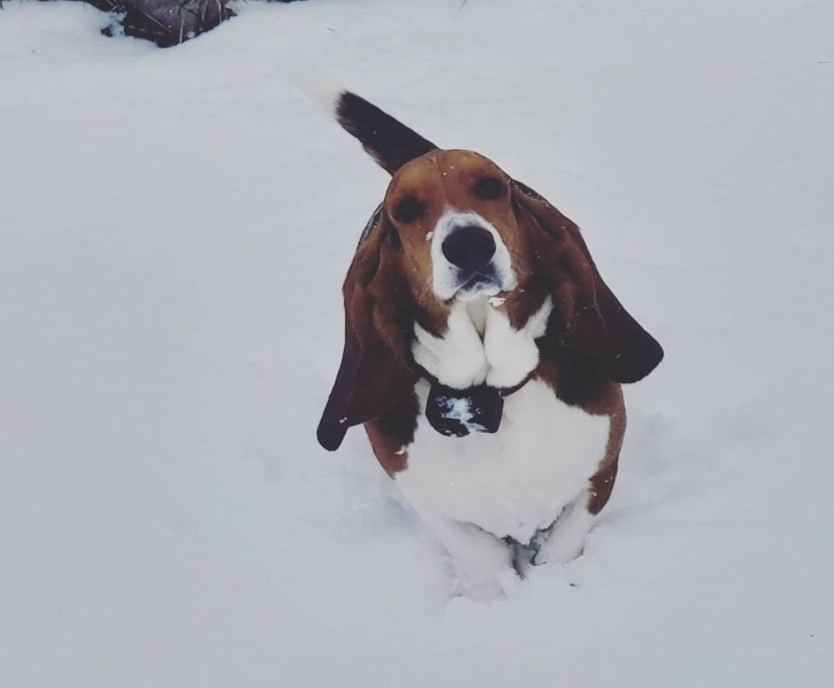cane in mezzo alla neve