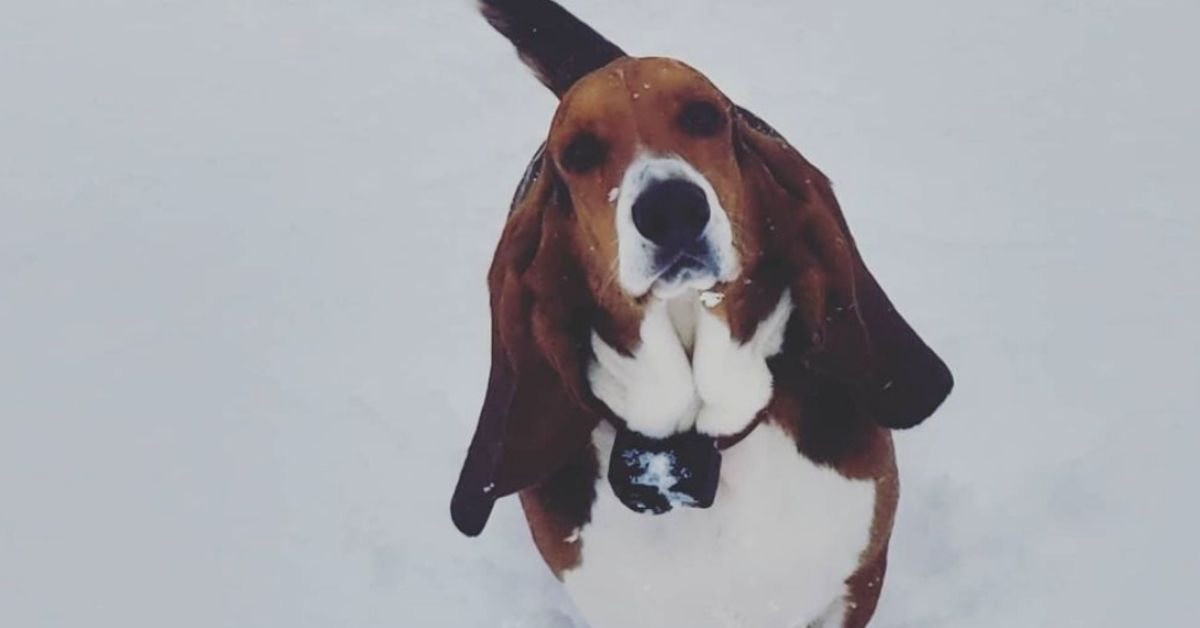 Basset Hound e anziani: è un cane adatto a loro oppure no?