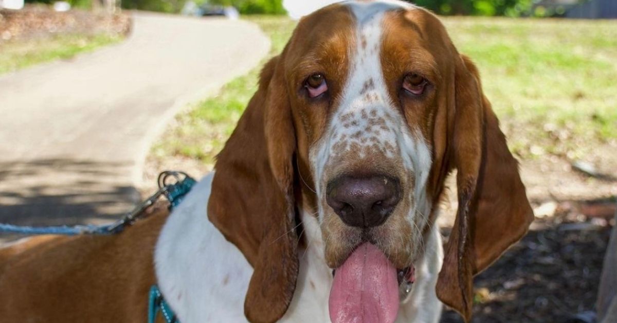 Basset Hound e bambini: è possibile che vadano d’accordo o no?