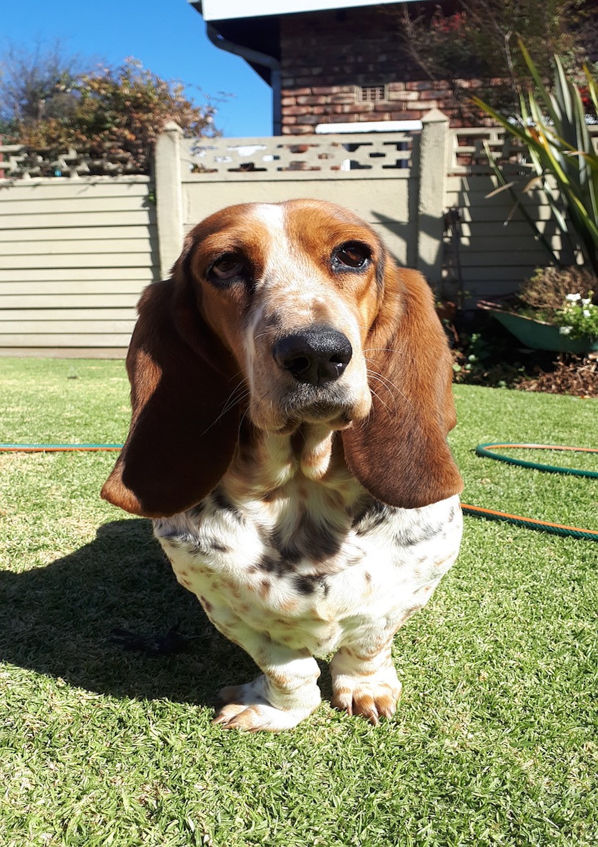 basset hound sul prato