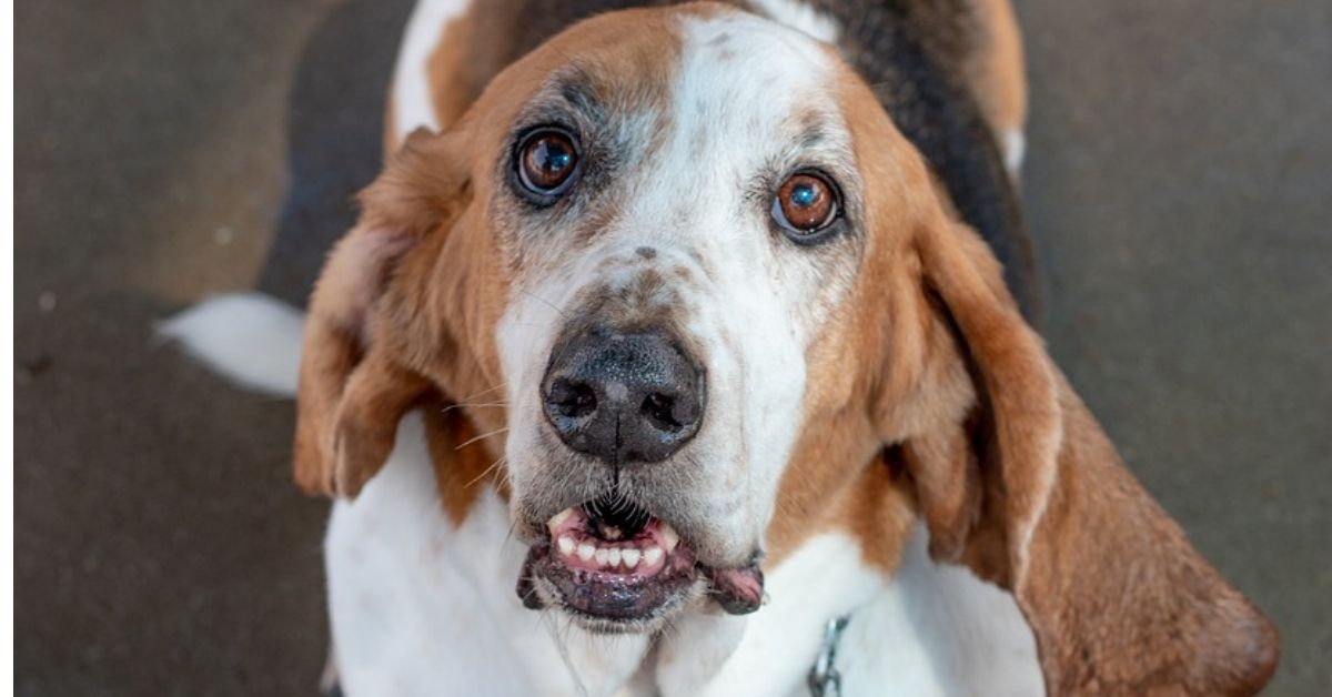 Basset Hound, malattie: le più comuni, i sintomi e come prevenirle