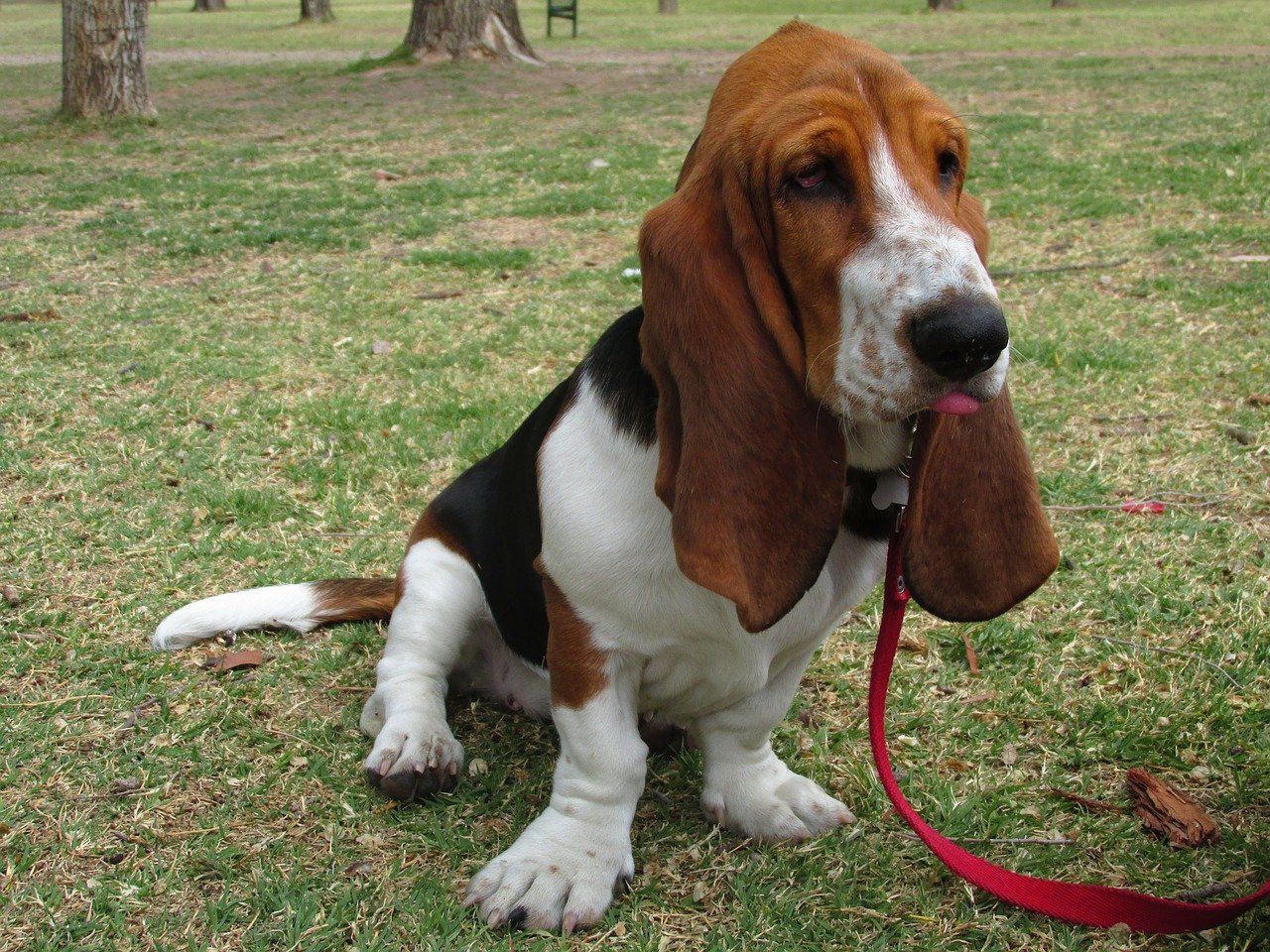 basset hound in mezzo all'erba