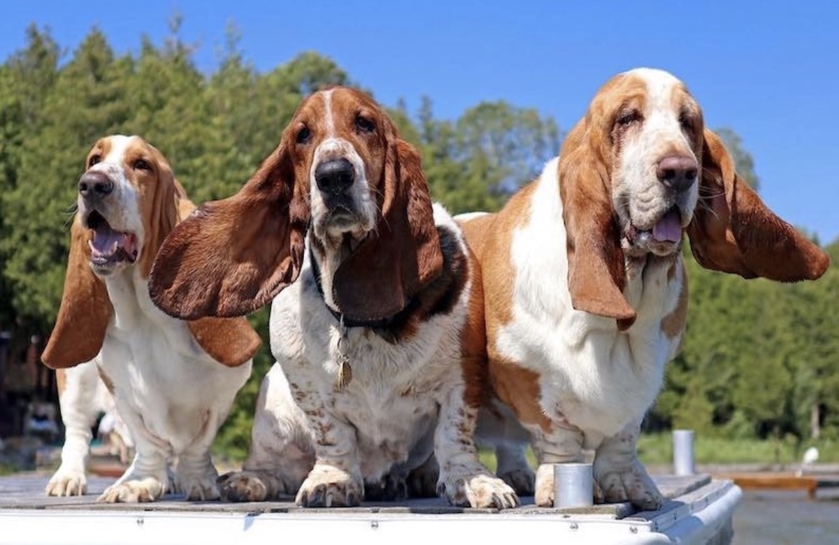 basset hound in compagnia