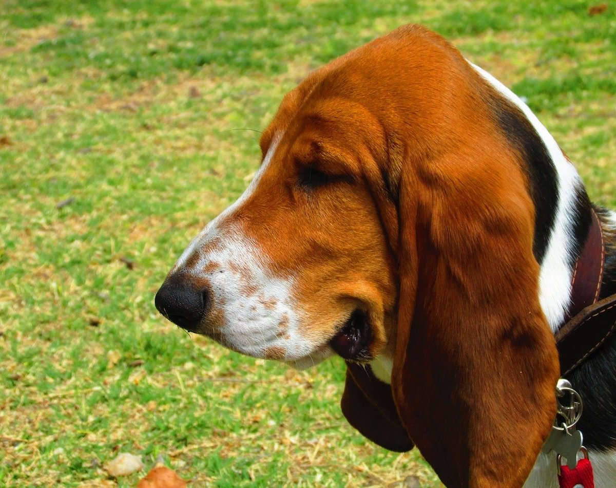 basset hound sguardo incuriosito