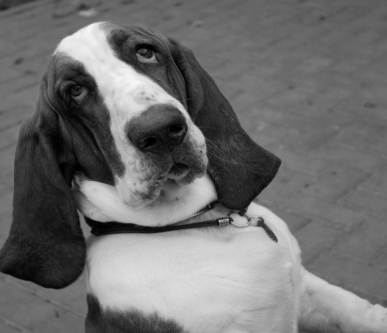 basset hound sguardo intenso