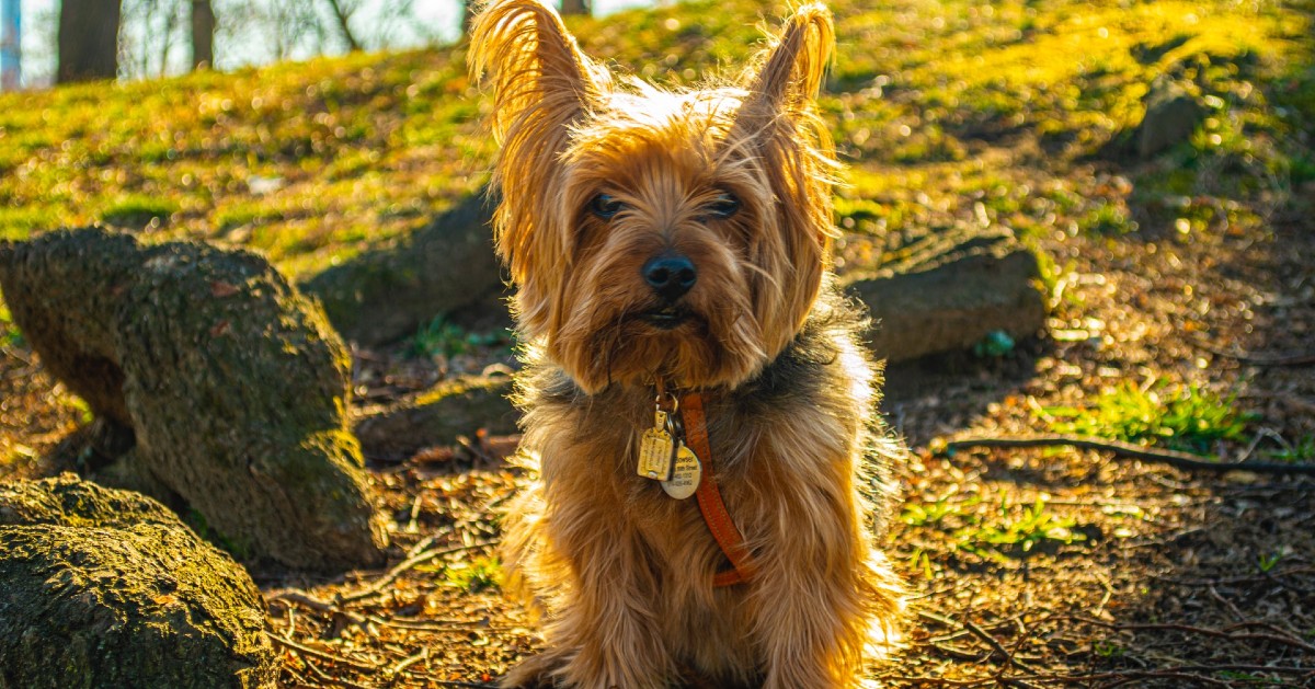 cuccioli di yorkshire terrier carattere