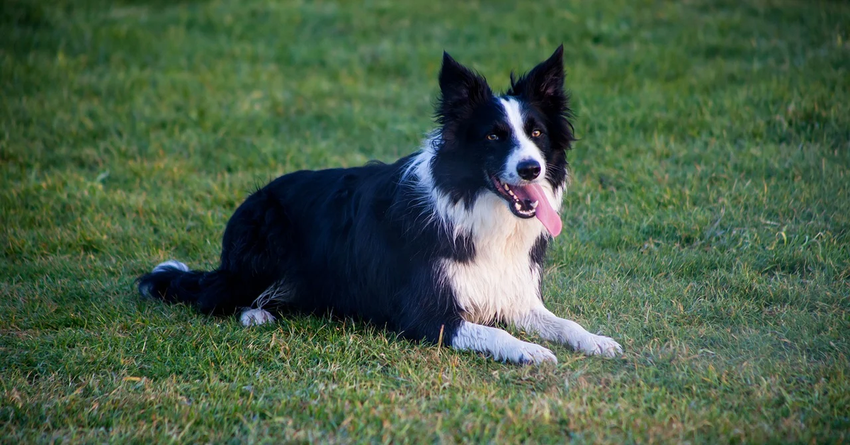 Un cucciolo di Border Collie ha salvato un distratto Chihuahua che stava per essere investito da una macchina (VIDEO)