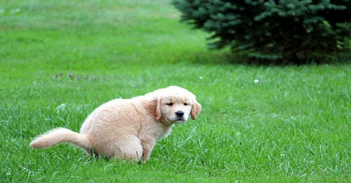 cane bianco fa bisogni in un prato