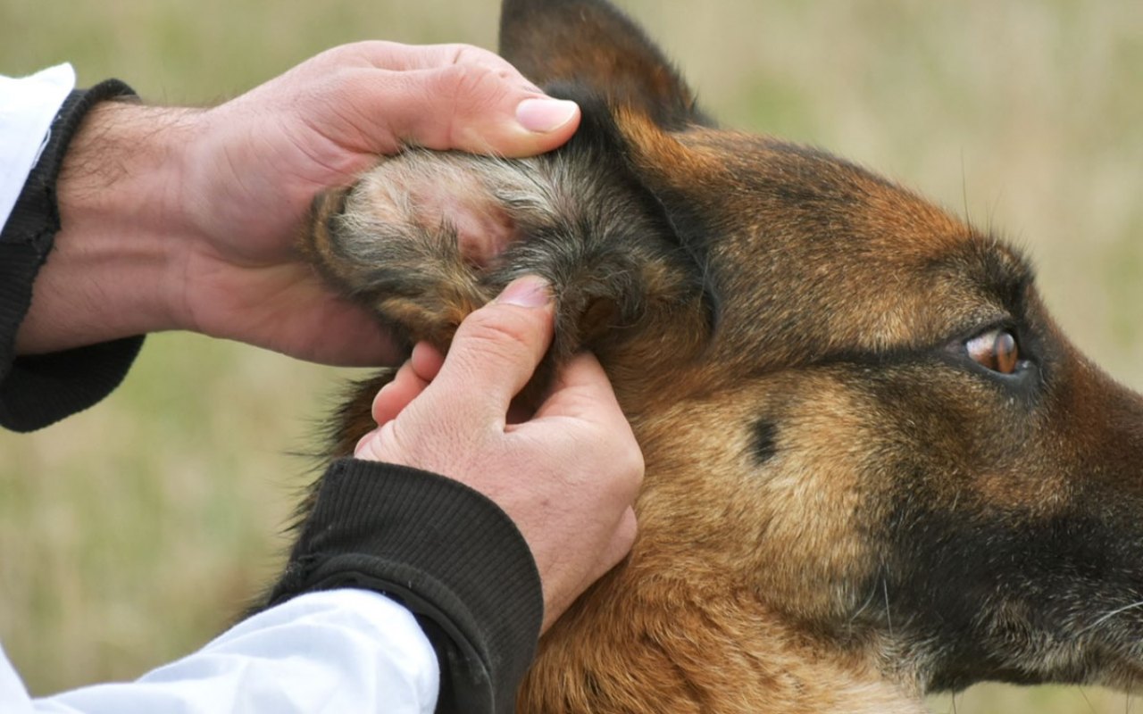 veterinario controlla dentro l'orecchio di un cane pastore tedesco